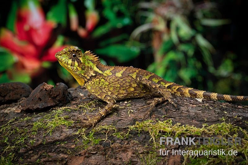 Kuhls-Winkelkopfagame, Gonocephalus kuhlii Kuhls-Winkelkopfagame, Gonocephalus Kuhlii -Zoofachgeschäft Kuhls Winkelkopfagame Gonocephalus kuhlii