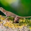 Kupferanolis, Anolis Cupreus -Zoofachgeschäft Kupferanolis Anolis cupreus 1