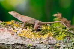 Kupferanolis, Anolis Cupreus -Zoofachgeschäft Kupferanolis Anolis cupreus 2