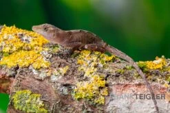 Kupferanolis, Anolis Cupreus -Zoofachgeschäft Kupferanolis Anolis cupreus 3