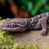 Gebänderter Blattzehengecko, Hemidactylus Fasciatus -Zoofachgeschäft Kyabobo Waldgecko Hemidactylus kyaboboensis 1