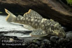 Orinoko-Guyanaharnischwels, Guyanancistrus Guahiborum "L106" -Zoofachgeschäft L 106 Orinoko Guyanaharnischwels Guyanancistrus gua