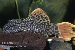 Leopard-Kaktuswels, L 114, LDA 7, L427 Pseudacanthicus Cf. Leopardus 4 Leopard-Kaktuswels, L 114, LDA 7, L427 Pseudacanthicus Cf. Leopardus -Zoofachgeschäft L 114 Pseudacanthicus leopardus leopardkaktuswels
