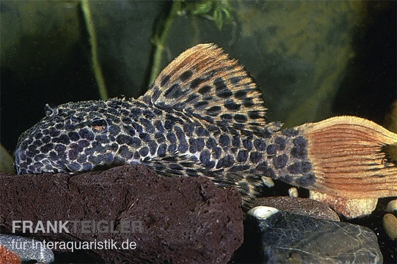 Leopard-Kaktuswels, L 114, LDA 7, L427 Pseudacanthicus cf. leopardus Leopard-Kaktuswels, L 114, LDA 7, L427 Pseudacanthicus Cf. Leopardus -Zoofachgeschäft L 114 Pseudacanthicus leopardus leopardkaktuswels