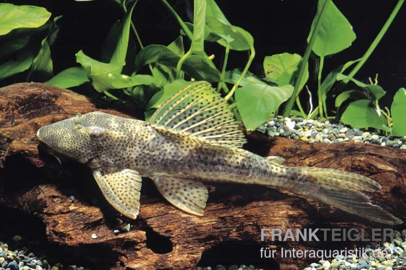 Wels L 116 Deltaschwanz-Harnischwels, Hypostomus cf. emarginatus Wels L 116 Deltaschwanz-Harnischwels, Hypostomus Cf. Emarginatus -Zoofachgeschäft L 116 Hypostomus cf emarginatus