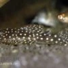 Wels L136b Demini-Engelsharnischwels, Hypancistrus Sp. GROSSE PUNKTE