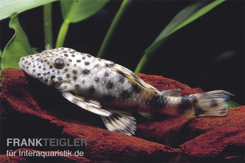 Tapajos-Zwergschilderwels, L140, Peckoltia sp. Tapajos-Zwergschilderwels, L140, Peckoltia Sp. -Zoofachgeschäft L 140 Peckoltia brevis tapajos