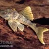 Wels L 141 / L 215 Ancistomus Snethlageae -Zoofachgeschäft L 141 Ancistrinae sp