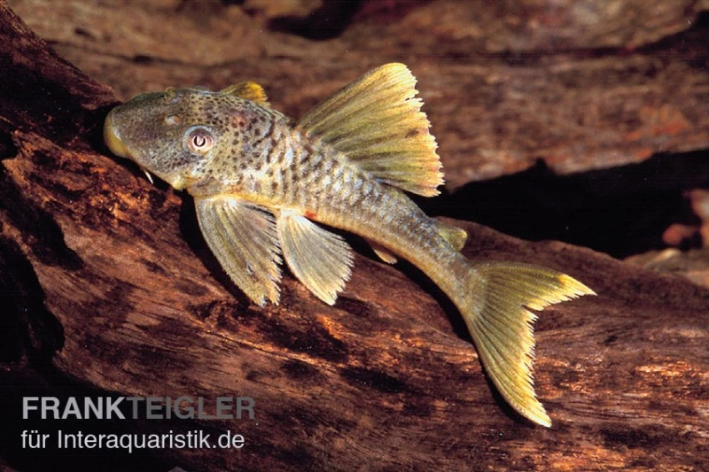 Wels L 141 / L 215 Ancistomus snethlageae Wels L 141 / L 215 Ancistomus Snethlageae -Zoofachgeschäft L 141 Ancistrinae sp