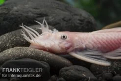Weißer Antennenwels, Ancistrus Sp. Weiß (Black Eyes) -Zoofachgeschäft L 144 Ancistrus spec Snow White 12