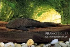 Wels L152 Orinoko-Tannenzapfenwels, Pseudorinelepis Genibarbis -Zoofachgeschäft L 152 Pseudorinelepis sp 2