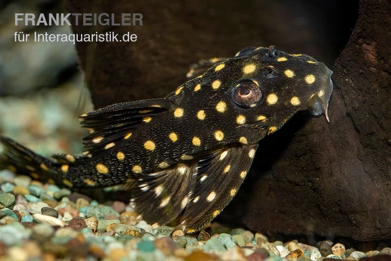 Orinoco-Engelsharnischwels, L201, Hypancistrus sp. Orinoco-Engelsharnischwels, L201, Hypancistrus Sp. -Zoofachgeschäft L 201 Hypancistrus inspector Big Spots