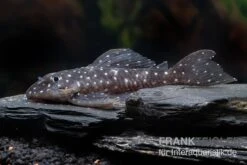 Orinoco-Engelsharnischwels, L201, Hypancistrus Sp. 5 Orinoco-Engelsharnischwels, L201, Hypancistrus Sp. -Zoofachgeschäft L 201 Hypancistrus spec 2