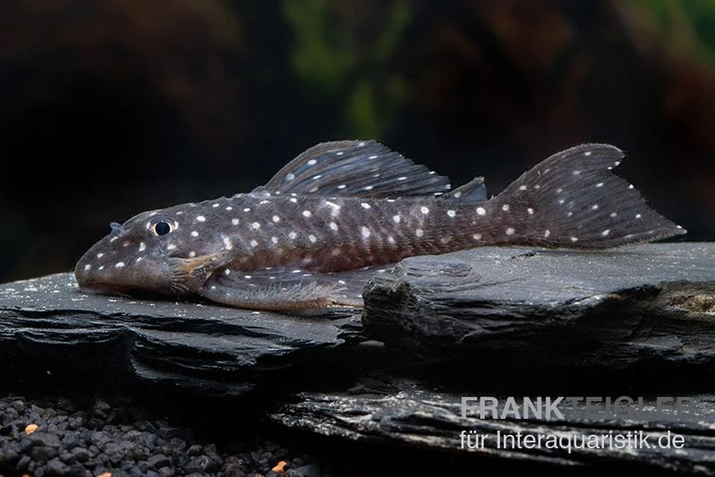 Orinoco-Engelsharnischwels, L201, Hypancistrus sp. Orinoco-Engelsharnischwels, L201, Hypancistrus Sp. -Zoofachgeschäft L 201 Hypancistrus spec 2