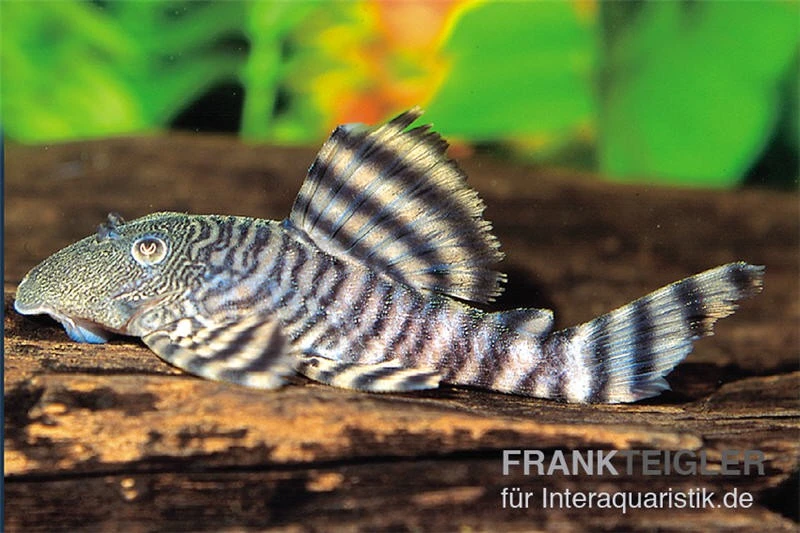 Rosafarbener Tigerharnischwels, L226, Panaqolus changae Rosafarbener Tigerharnischwels, L226, Panaqolus Changae -Zoofachgeschäft L 226 Panaque changae Rosafarbener Tigerharnischwel