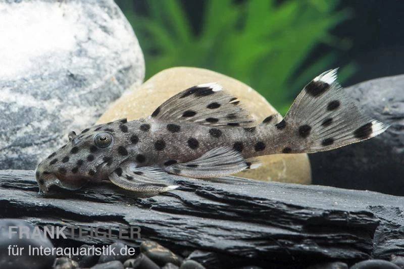 Wels L 264 Weißspitzen-Rüsselzahnwels, Leporacanthicus joselimai Wels L 264 Weißspitzen-Rüsselzahnwels, Leporacanthicus Joselimai -Zoofachgeschäft L 264 Leporacanthicus joselimai 5