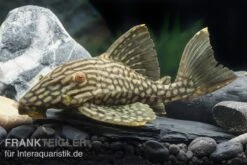 Wels L 330 Panaque Spec