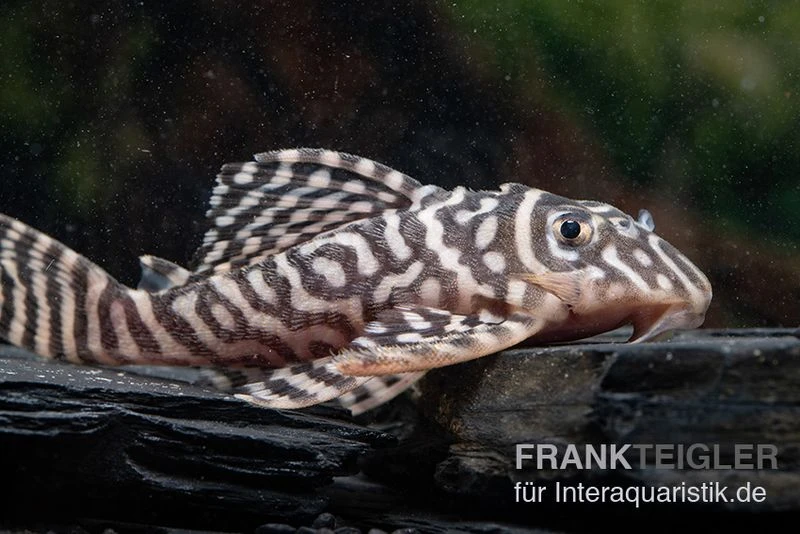 Königstiger-Harnischwels, Hypancistrus spec. L333 Belo Monte Königstiger-Harnischwels, Hypancistrus Spec. L333 Belo Monte -Zoofachgeschäft L 333 Hypancistrus spec 1