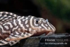 Königstiger-Harnischwels, Hypancistrus Spec. L333 Belo Monte 3 Königstiger-Harnischwels, Hypancistrus Spec. L333 Belo Monte -Zoofachgeschäft L 333 Hypancistrus spec 2