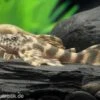 Wels L 387 Pracht-Zwergschilderwels, Ancistomus -Zoofachgeschäft L 387 Ancistomus spec 7