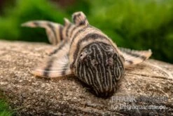 Harnischwels, L397, Panaqolus Sp. -Zoofachgeschäft L 397 Panaqolus spec 2