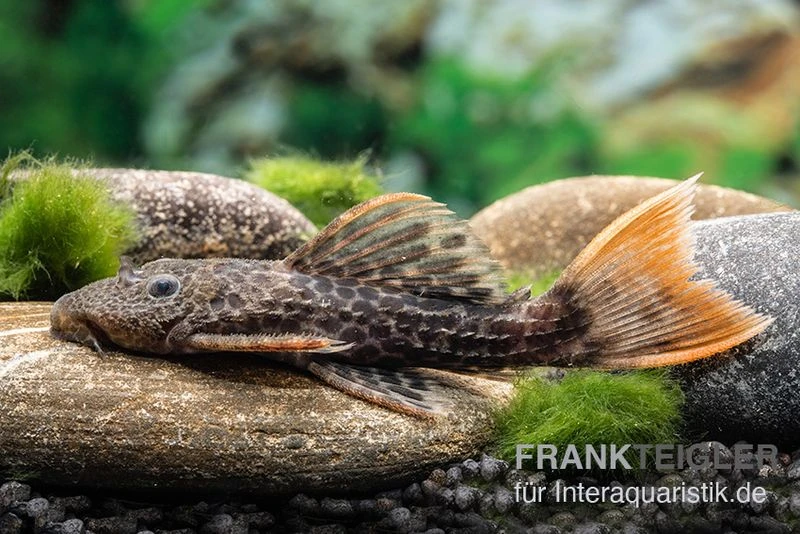 Leopard-Kaktuswels, L 114, LDA 7, L427 Pseudacanthicus cf. leopardus Leopard-Kaktuswels, L 114, LDA 7, L427 Pseudacanthicus Cf. Leopardus -Zoofachgeschäft L 427 Pseudacanthicus cf leopardus 10