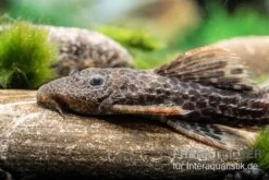 Leopard-Kaktuswels, L 114, LDA 7, L427 Pseudacanthicus Cf. Leopardus 6 Leopard-Kaktuswels, L 114, LDA 7, L427 Pseudacanthicus Cf. Leopardus -Zoofachgeschäft L 427 Pseudacanthicus cf leopardus 11