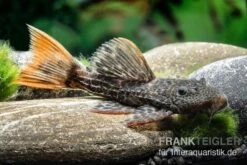 Leopard-Kaktuswels, L 114, LDA 7, L427 Pseudacanthicus Cf. Leopardus 7 Leopard-Kaktuswels, L 114, LDA 7, L427 Pseudacanthicus Cf. Leopardus -Zoofachgeschäft L 427 Pseudacanthicus cf leopardus 13