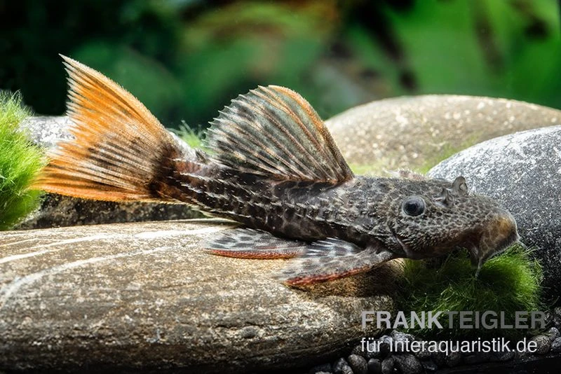 Leopard-Kaktuswels, L 114, LDA 7, L427 Pseudacanthicus cf. leopardus Leopard-Kaktuswels, L 114, LDA 7, L427 Pseudacanthicus Cf. Leopardus -Zoofachgeschäft L 427 Pseudacanthicus cf leopardus 13