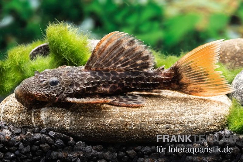 Leopard-Kaktuswels, L 114, LDA 7, L427 Pseudacanthicus cf. leopardus Leopard-Kaktuswels, L 114, LDA 7, L427 Pseudacanthicus Cf. Leopardus -Zoofachgeschäft L 427 Pseudacanthicus cf leopardus 16