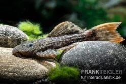 Leopard-Kaktuswels, L 114, LDA 7, L427 Pseudacanthicus Cf. Leopardus 5 Leopard-Kaktuswels, L 114, LDA 7, L427 Pseudacanthicus Cf. Leopardus -Zoofachgeschäft L 427 Pseudacanthicus cf leopardus 6