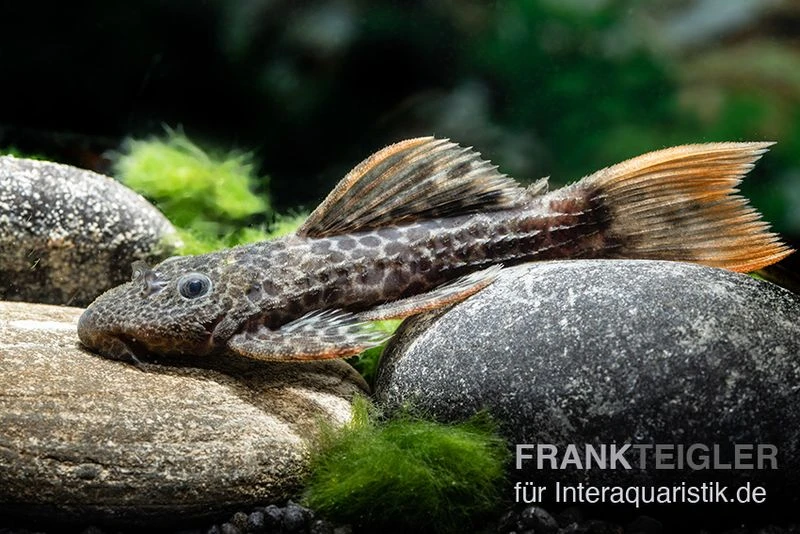 Leopard-Kaktuswels, L 114, LDA 7, L427 Pseudacanthicus cf. leopardus Leopard-Kaktuswels, L 114, LDA 7, L427 Pseudacanthicus Cf. Leopardus -Zoofachgeschäft L 427 Pseudacanthicus cf leopardus 6