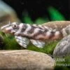 Harnischwels L 450, Hypancistrus Sp. "Santarem" -Zoofachgeschäft L 450 Hypancistrus spec Santarem 3