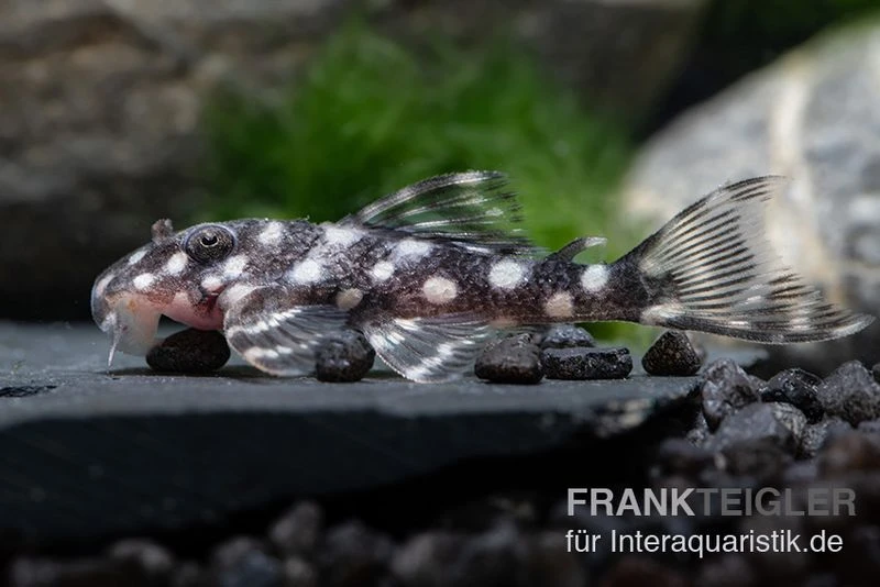 Mini Snowball Pleco, L471, Hypancistrus sp. "Dwarf" Mini Snowball Pleco, L471, Hypancistrus Sp. "Dwarf" -Zoofachgeschäft L 471 Hypancistrus sp 6