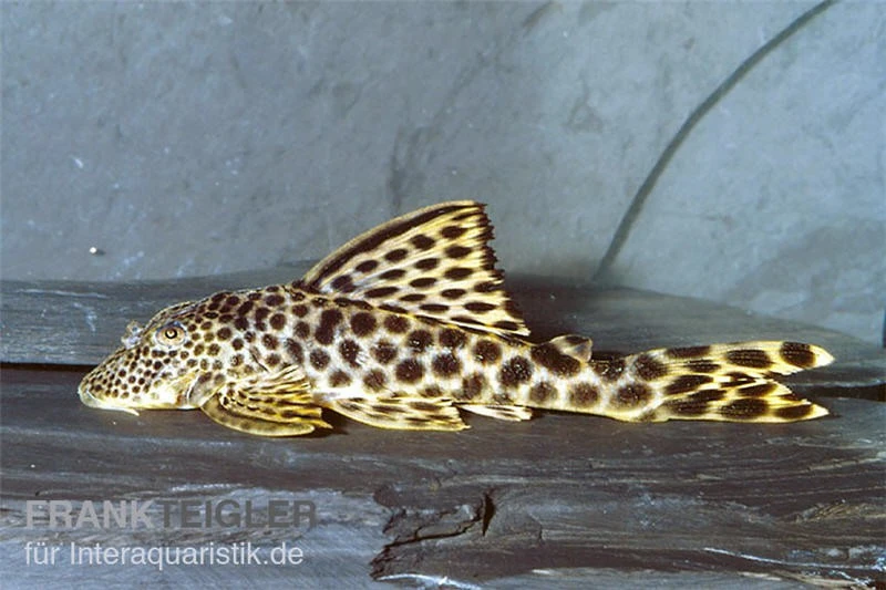 Leopard-Trugschilderwels, L 75, Ancistomus cf. sabaji, 4-8 cm Leopard-Trugschilderwels, L 75, Ancistomus Cf. Sabaji, 4-8 Cm -Zoofachgeschäft L 75 Ancistomus sabaji Leopard trugschilderwels
