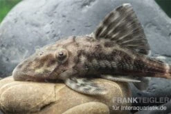 Weißschwanz-Panaque, L90, Panaque Sp. 4 Weißschwanz-Panaque, L90, Panaque Sp. -Zoofachgeschäft L 90 Panaque spec