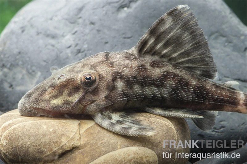 Weißschwanz-Panaque, L90, Panaque sp. Weißschwanz-Panaque, L90, Panaque Sp. -Zoofachgeschäft L 90 Panaque spec