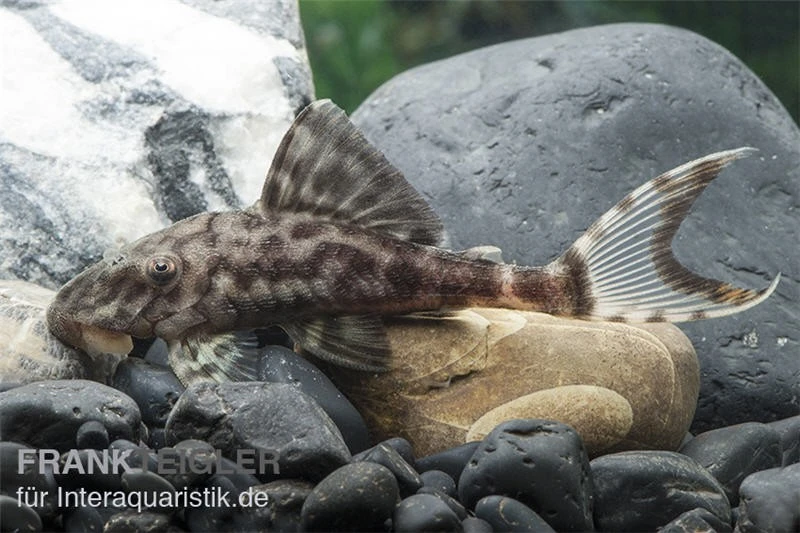 Weißschwanz-Panaque, L90, Panaque sp. Weißschwanz-Panaque, L90, Panaque Sp. -Zoofachgeschäft L 90 Panaque spec 2