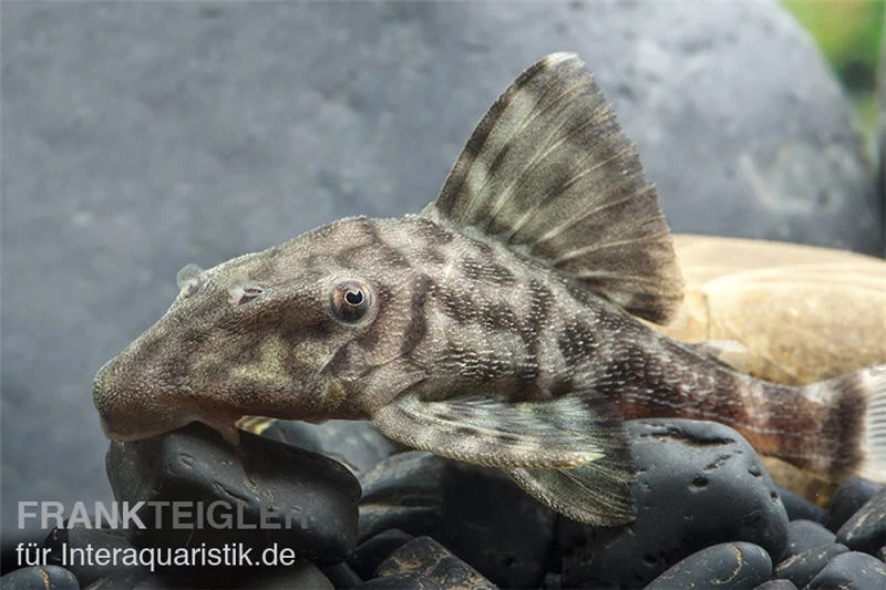 Weißschwanz-Panaque, L90, Panaque sp. Weißschwanz-Panaque, L90, Panaque Sp. -Zoofachgeschäft L 90 Panaque spec 3