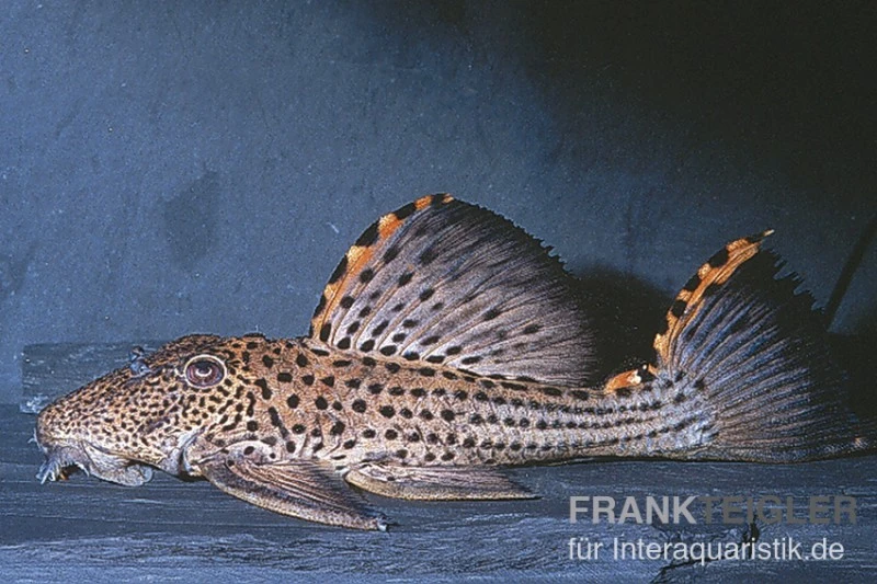 Wels L91 Orangesaum-Rüsselzahnwels, Leporacanthicus triactis Wels L91 Orangesaum-Rüsselzahnwels, Leporacanthicus Triactis -Zoofachgeschäft L 91 Leporacanthicus triactis