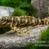 L270 Schokoladen-Zebrawels, Hypancistrus Sp. -Zoofachgeschäft L270 Schokoladen Zebrawels Hypancistrus sp neu 1