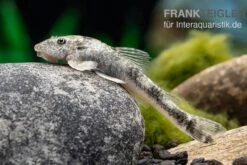 LDA 25 Pitbull Pleco, Parotocinclus Jumbo -Zoofachgeschäft LDA 25 Pitbull Pleco Parotocinclus jumbo 2