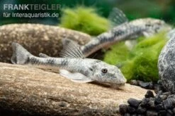 LDA 25 Pitbull Pleco, Parotocinclus Jumbo -Zoofachgeschäft LDA 25 Pitbull Pleco Parotocinclus jumbo 3