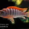 Labidochromis Hongi "Red Top Schweden", Extra Rot, DNZ -Zoofachgeschäft Labidochromis hongi schweden Labidochromis hongi RE