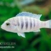 Labidochromis Spec. CHISUMULAE MBWECA THUMBI, DNZ -Zoofachgeschäft Labidochromis spec CHISUMULAE MBWECA THUMBI