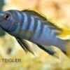Labidochromis Spec. MBAMBA BAY, DNZ