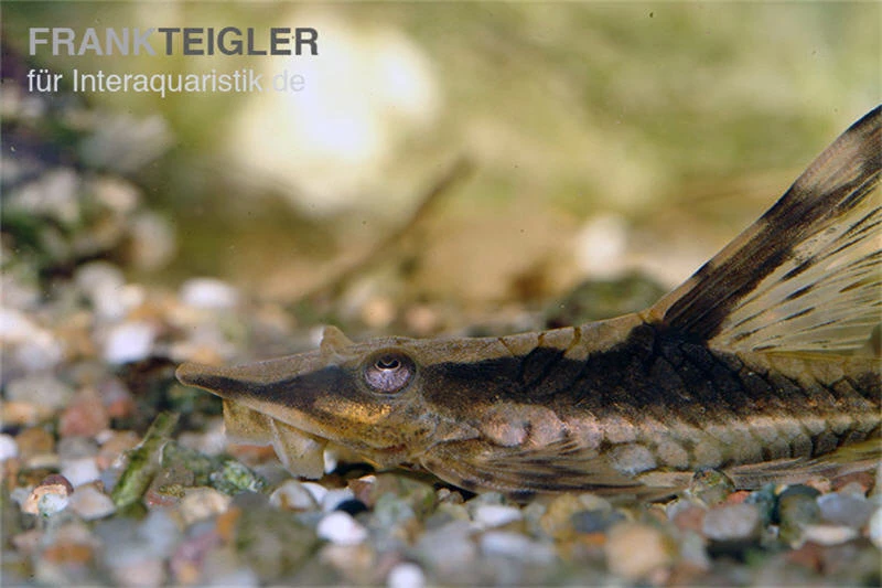 Langflossen-Harnischwels, Sturisoma festivum Langflossen-Harnischwels, Sturisoma Festivum -Zoofachgeschäft Langflossen Harnischwels Sturisoma festivum