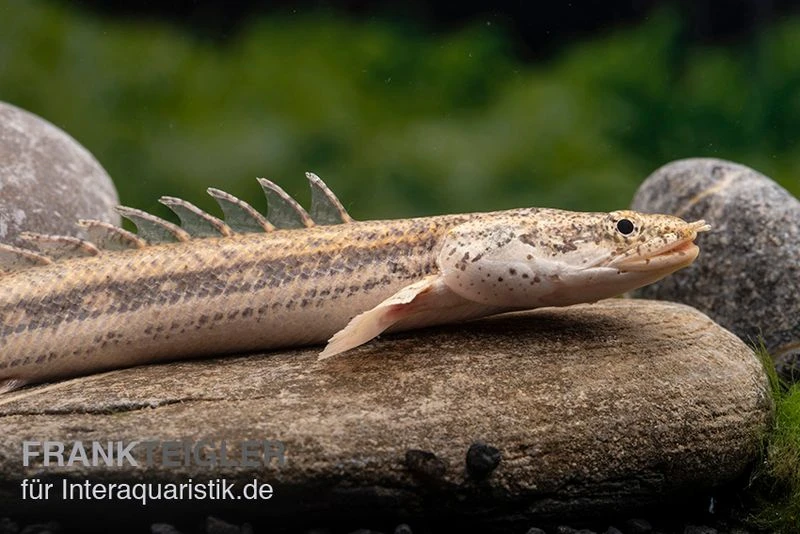 Lapradei-Flösselhecht, Polypterus lapradei, 20-30 cm Lapradei-Flösselhecht, Polypterus Lapradei, 20-30 Cm -Zoofachgeschäft Lapradei Floesselhecht Polypterus lapradei 1