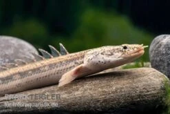 Lapradei-Flösselhecht, Polypterus Lapradei, 20-30 Cm 3 Lapradei-Flösselhecht, Polypterus Lapradei, 20-30 Cm -Zoofachgeschäft Lapradei Floesselhecht Polypterus lapradei 2