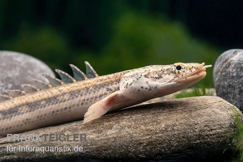 Lapradei-Flösselhecht, Polypterus lapradei, 20-30 cm Lapradei-Flösselhecht, Polypterus Lapradei, 20-30 Cm -Zoofachgeschäft Lapradei Floesselhecht Polypterus lapradei 2